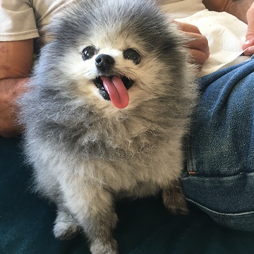 Carlos: Heckin concerned at Pomeranian Cove