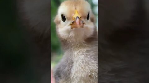 Cute Chick 🐣 Beautiful Sound #Shorts #ytshorts #UbertainmentFun #Dogs #Animals #Fun