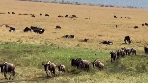 Planeta Tierra: La sequía extrema obliga al Gobierno de Namibia al sacrificio de 723 animales