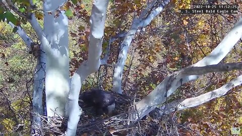 USS Eagles - Intruder eagle visits nest