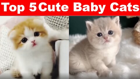 Top 5 Cute Baby Cats!!! 😸😍🥰 To Brighten Your Day - Top 5 Pet Clips!!!