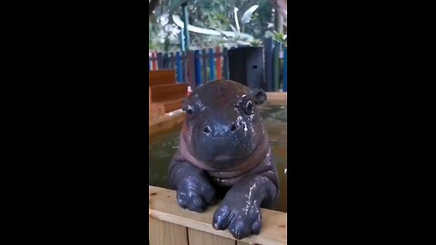 little hippo