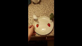 Parrotlets love their strawberries, chow down on tasty treat