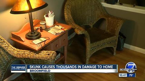 Skunk damages Broomfield home