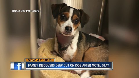 Family rushes dog to pet hospital after picking him up from Winter Haven boarding facility