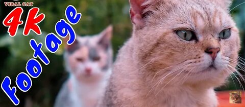 4k quality animal footage cat and kittens