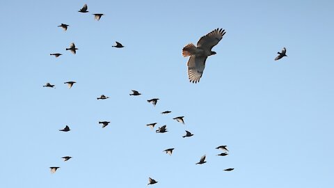 The most beautiful scene of shooting birds in the sky