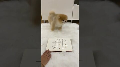 funny and genius puppy