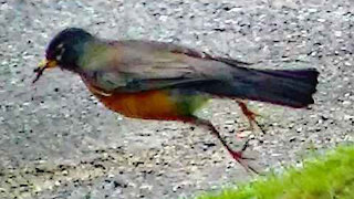 IECV NV #314 - 🐤 American Robin In The Backyard, Side Yard, And Front Yard 🐤5-18-2017