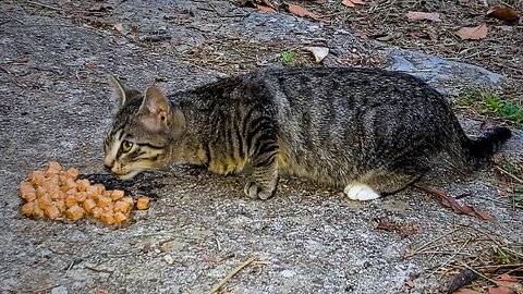 Nervous Stray Kitten Comes Close for the First Time!