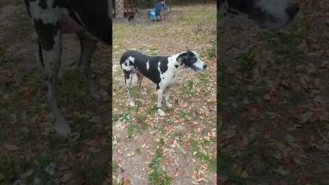 Big Girl don't like the camera. #shorts #greatdane #outside #dog