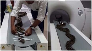 Have you ever seen a snake having a medical scan?