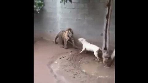 PITBULL VS TIGER