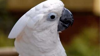 Cacatua enfrenta uma escada com muita tranquilidade