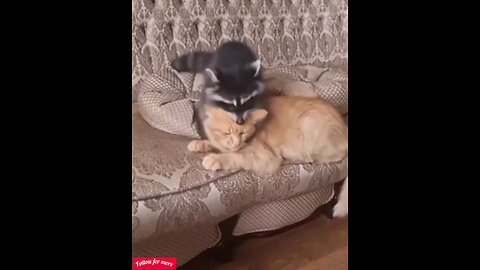 Cat and cat having fun🤣🤣 trending video