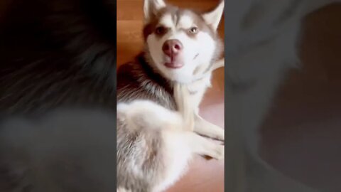 You HAVE to see what my Husky can do!!!