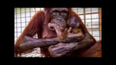 What Happened When an Orangutan Mother and Her Baby Were Reunited