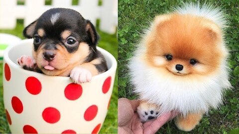 Cute Puppies,Cute Funny and Smart Dogs Compilation!!