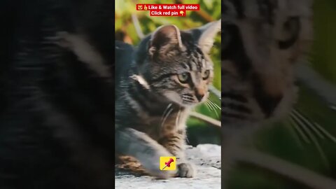 Cute Cat Funny Video 😂😹| #cutefunny #Cat #cutecats #shorts #funnycatsvideos #catsshorts #kity