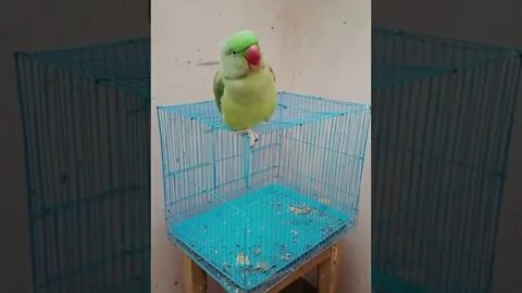 Lovely Parrot