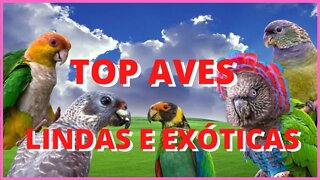 Top aves lindas e exóticas