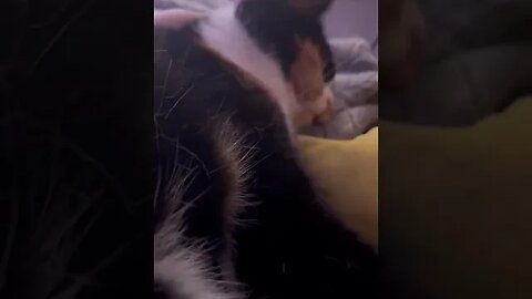 Kitty gets pets #cat #fluffycats #funnycat #cute #pet #cutecat #kitten #catlover #funny