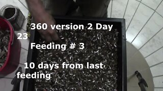 worm factory 360 feeding # 3 day 23 of second version