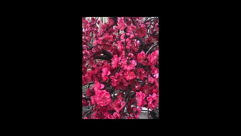 Beautiful Bright Red Cherry Flowers blooming in our garden