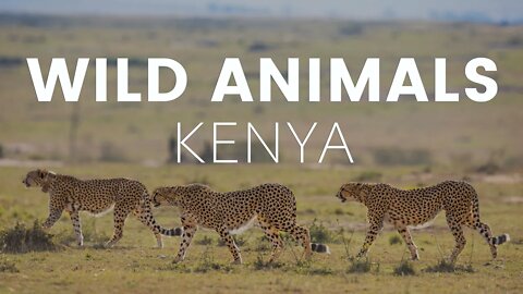 15 Animals to Look for on Safari in Kenya - Travel Video