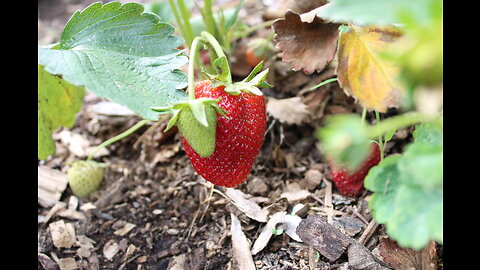 Foraging Walk at Honey's Harvest Farm