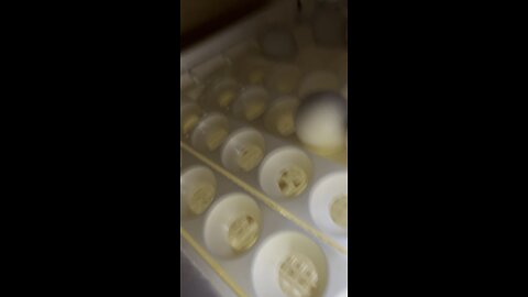 Candling duck eggs