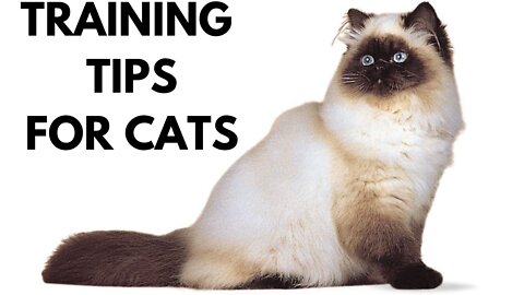 How To Train Your Cats. Basic Training Tips.