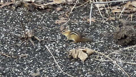 Chipmunk and Grey Squirrel