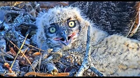 An Owlet Close-Up 🦉 3/16/22 18:45