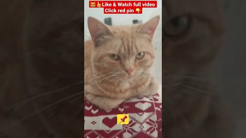 Cute Cat Funny Video 😹| #cutefunny #Cat #cutecats #shorts #funnycatsvideos #catsshorts #cutefunny