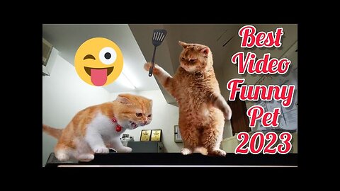 Funny and cute pets 🐕🐕😱😱