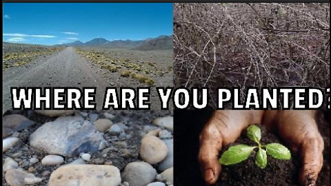 Where Are You Planted?