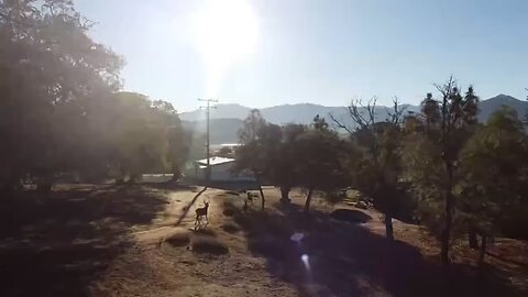 Deer caught in drone footage