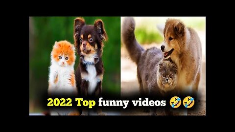 2023 top cat and dog funny video🤣🤣||#cat ||#dog ||#animals ||