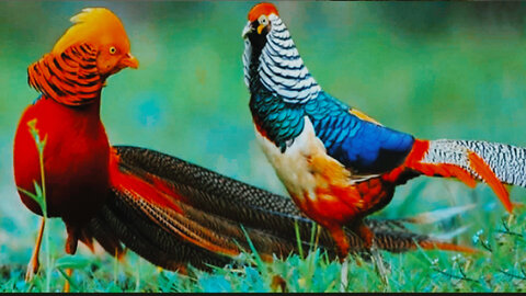 Beautiful Golden Pheasant And Wading Birds