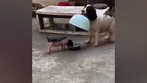 Funny animal video shots