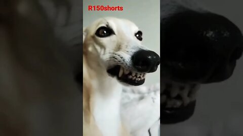 Dog have a Fun 😁😁😁😁😁😁 Dog Funny Video 2022 Clip |#r150shorts |#youtubeshorts |#ytshorts