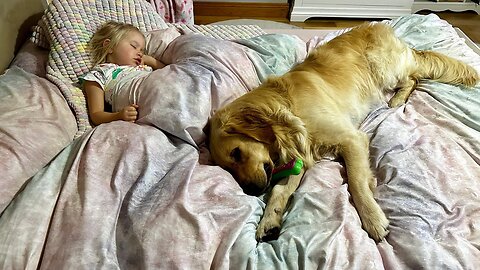 Adorable Baby Girl Takes Her Golden Retriever To Bed! (Cutest Ever!!)