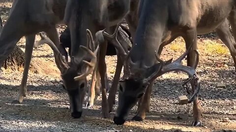 Growing and Changing! Giant Whitetails September 15th