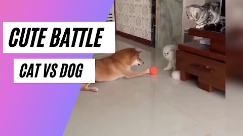 Amazing Battle Cat Vs Dog