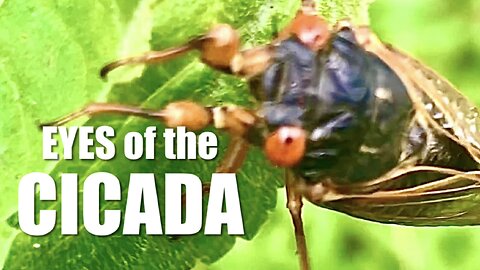 Eyes of the CICADA