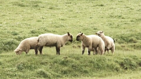 Funny Lamb Playing In Meadow