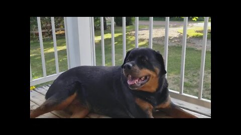 Rottweiler Is Too Cute! 💖 #rottweiler