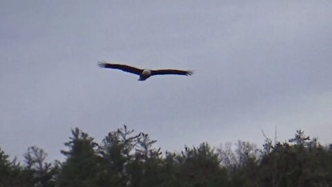 Sniping Bald Eagles - Keene NH 11/12/20