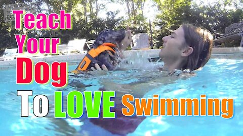 Teaching Dogs How To Swim